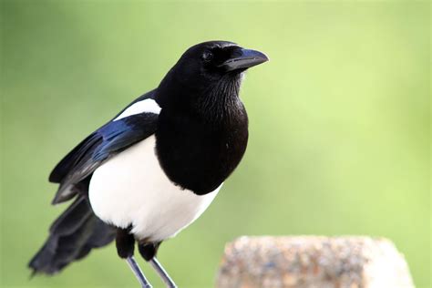 Magpie Bird The Problem Of Swooping Magpies Trevors Birding