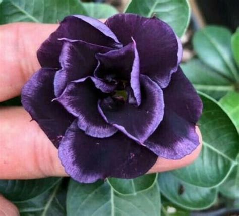 Rare Dark Purple Desert Rose 4 Seeds Adenium Obesum Flower Etsy