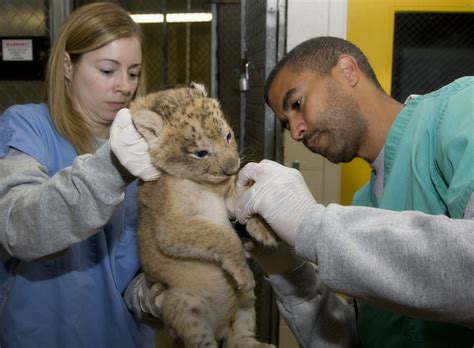 Seven Lion Cubs Born Recently At The National Zoo Smithsonian Insider