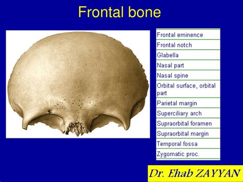 Ppt The Skull Powerpoint Presentation Free Download Id7013263