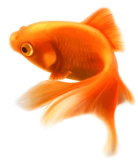 Goldfish Png Transparent Image Download Size 2589x3000px