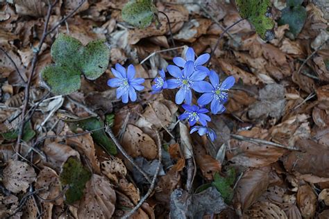 Hd Wallpaper Hepatica Forest Wild Flower Blue Forest Floor Ground