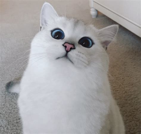 White Wolf : Coby The Cat Has The Most Beautiful Eyes You’ve Ever Seen!