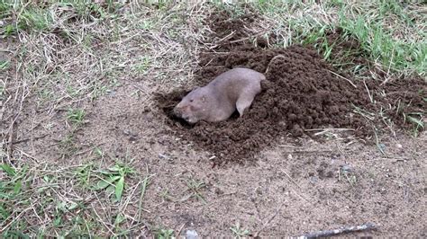 Gopher Digging A Hole Youtube