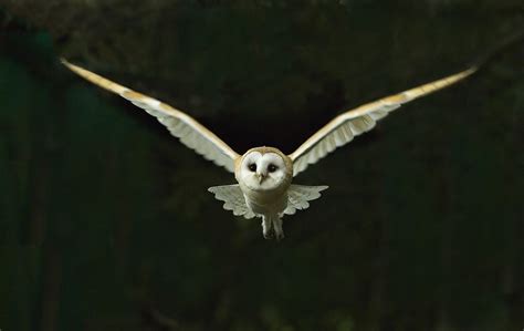 Barn Owl Tyto Alba Flying At Night North Norfolk November Jessica