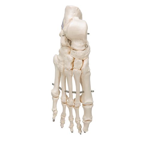 Esqueleto Humano Pies