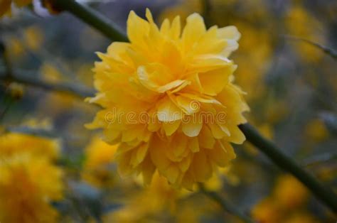 Beautiful Spring Yellow Flowers On A Bush In The Garden Stock Image
