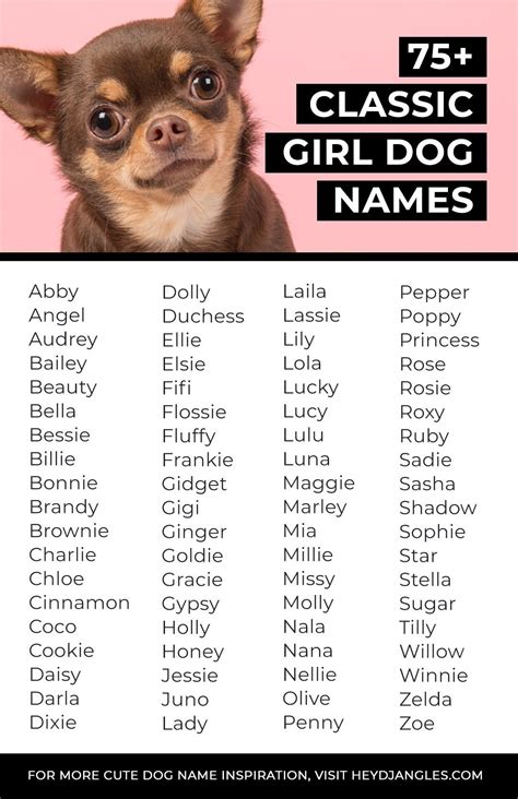 75 Classic Girl Dog Names For Timeless Puppers Hey Djangles Girl