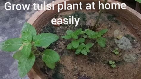 Easiest Way To Grow Tulsi Plant From Seeds With Full Details And Tips