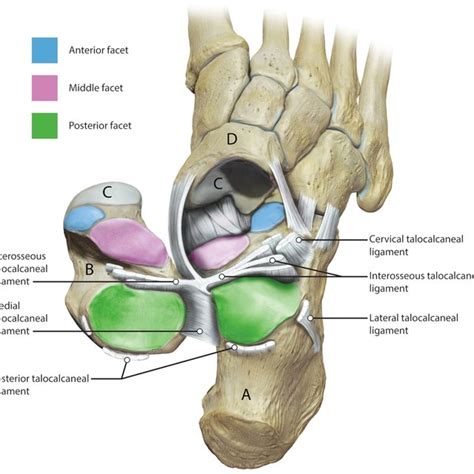 An Illustration Of The Subtalar Joint The Ligaments On The Outside Of
