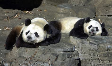 Giant Panda Mei Xiang Artificially Inseminated At National Zoo The