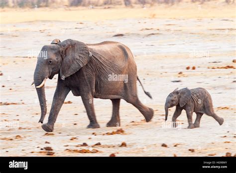 African Elephant Walking Waterhole Pan Hwange Pair Stock Photo Alamy