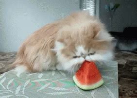 Bonita woman make it rain. Watermelon Cat GIFs - Find & Share on GIPHY