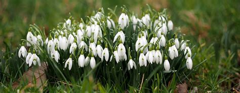 Snowdrops Varieties What Sets Different Types Of Snowdrops Apart