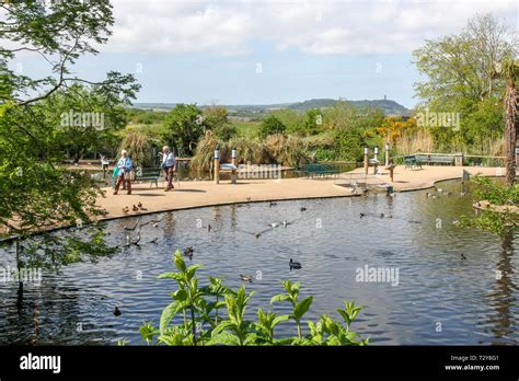 Wwt Castle Espie Hi Res Stock Photography And Images Alamy