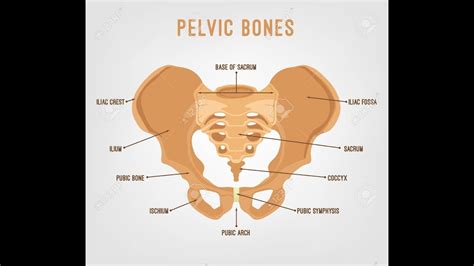 Articulate posteriorly with the sacrum and anteriorly through pubis symphysis; Pelvis and Femur Anatomy Labeled and explained - YouTube