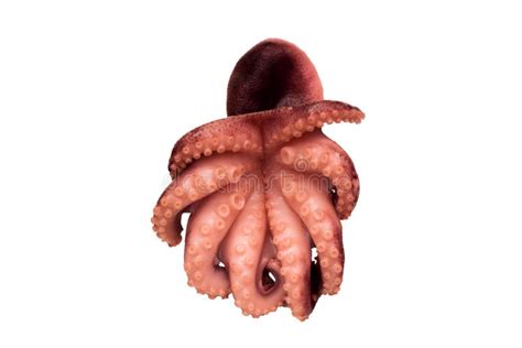 Octopus With Large Tentacles And Suckers Isolated Stock Image Image
