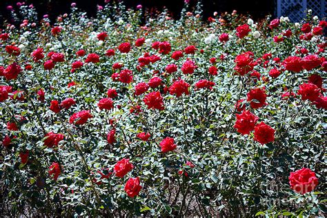 Long Stemmed Red Roses Photograph By Carol Groenen