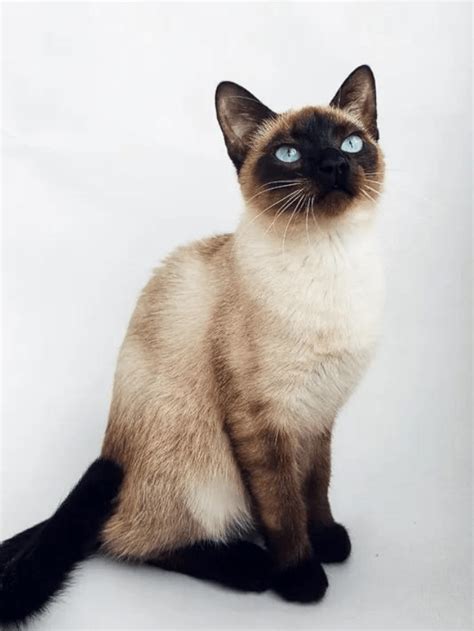 Why Do Siamese Cats Meow So Much 8 Reasons Story The Discerning Cat