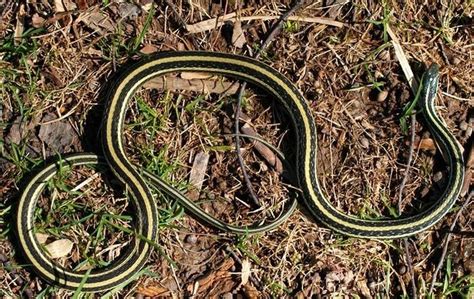 Meet New Yorks 17 Slithery Snakes 3 Are Venomous Potentially Deadly