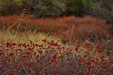 Colorful Meadow Photograph By Raana Arts Fine Art America