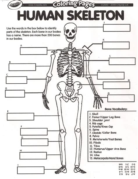 Bones Of The Body Worksheet