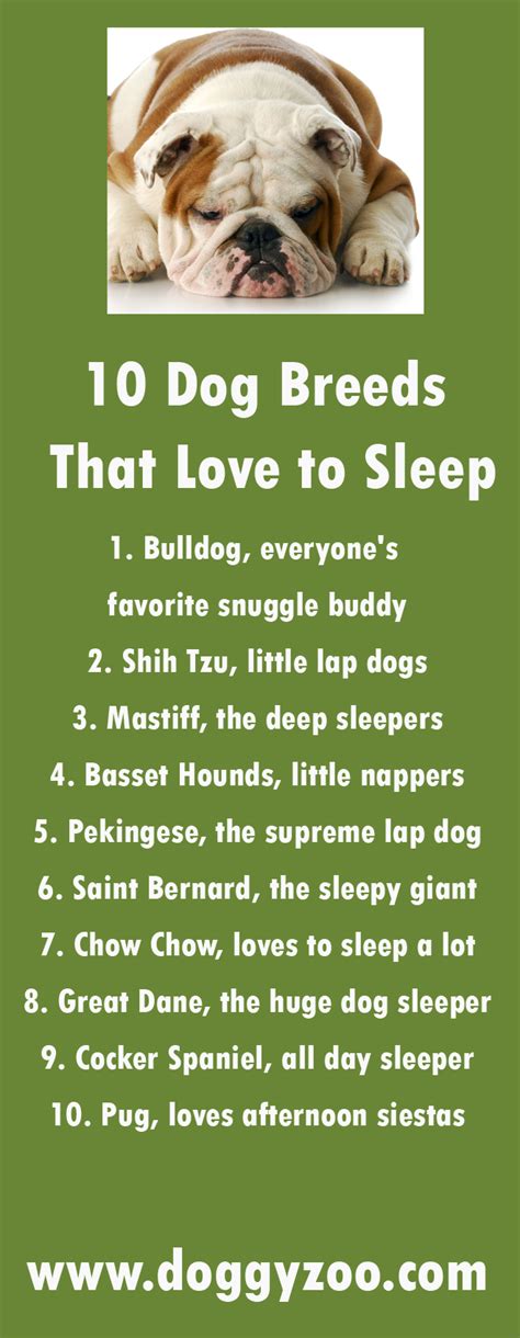 10 Dog Breeds That Love To Sleep