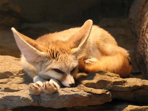 fennec fox : Wallpaper Collection | Fennec fox pet, Animals, Weird animals