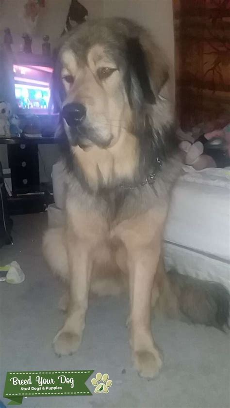 Mighty Kaine Tibetan Mastiff From Hungary Stud Dog In International
