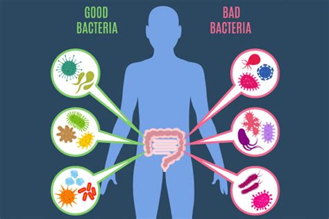 Microbiota Intestinal Y Salud