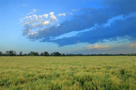 Beautiful Evening Sky Over A Wheat Field Stock Photo Image Of Field