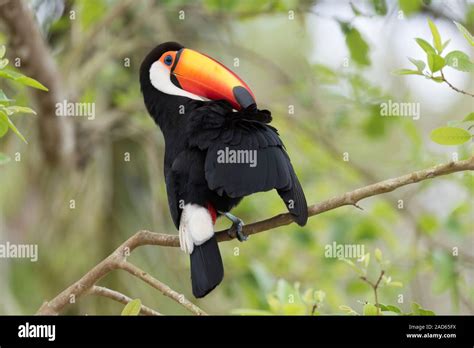 Toco Toucan Ramphastos Toco Preening Itself In A Tree The Toco