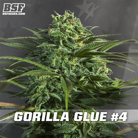 Gorilla Glue 4 Bsf Seeds Cannabis Strain Info