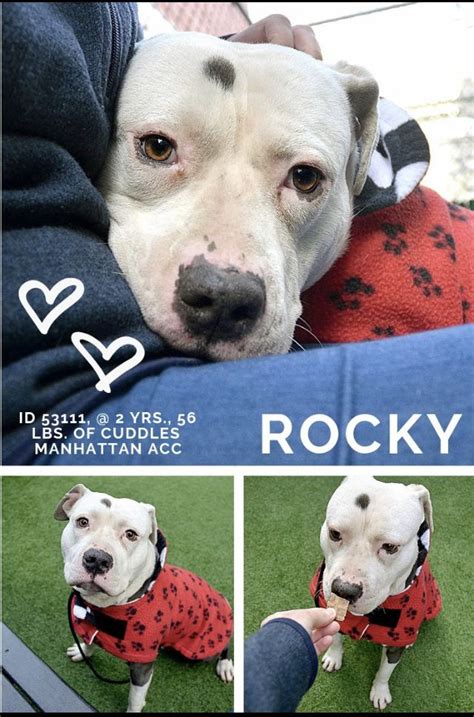 John marcus has years of experience treating serious conditions and offering regular pet wellness care. ROCKY TO DIE 01/28/19 - NEEDS HELP😥😥 | Nyc dogs, Animal ...