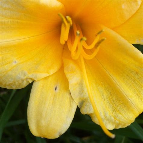 Yellow Photo By Weldon Kilpatrick Flower Beauty Photo Photo Challenge