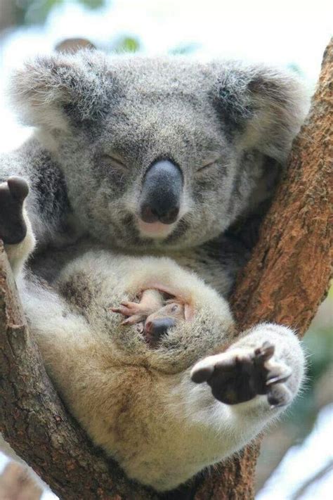 Baby Koala Peeking Out Of His Mums Pouch Taronga Zoo Sydney