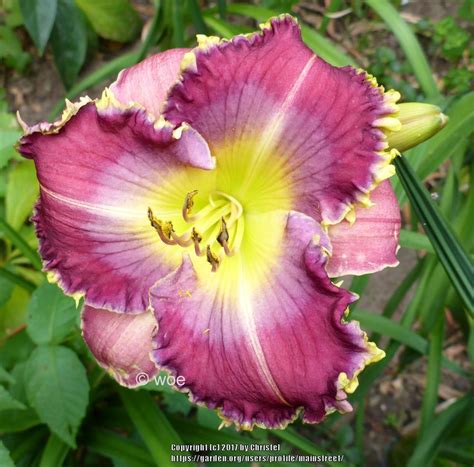 Photo Of The Bloom Of Daylily Hemerocallis Eyelash Viper Posted By