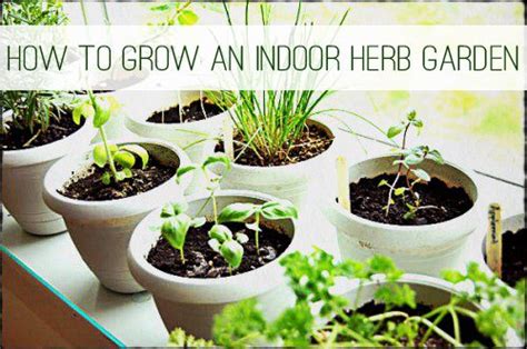 How To Grow Herbs Indoors Life Your Way