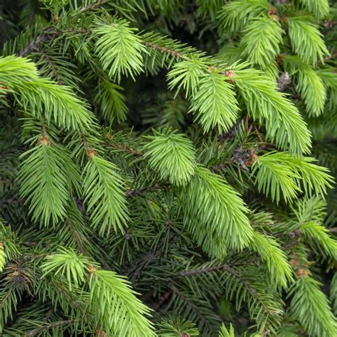 Fir Tree Branch Green Pine Branch Close Up On Green Natural Background