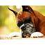 Wallpapers Boxer Dog