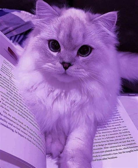 Cute Purple Cat With Book Lover Funny Cat Wallpaper Baby Cats Cute