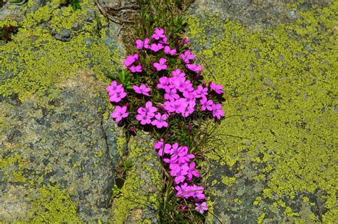 Pink Mountain Flowers In Pirin National Park Bulgaria Stock Image