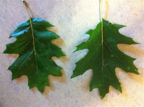 Help Me Identify These Oak Tree Leaves