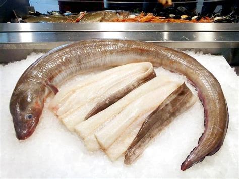 How to Fillet Conger Eel