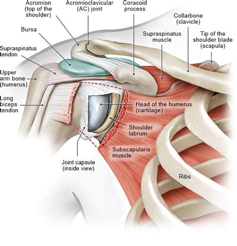 The socket, or the glenoid, is shallow and flat. Diagram Of Shoulder Muscles And Tendons - Shoulder Impingement Tendonitis Pinnacle Orthopaedics ...