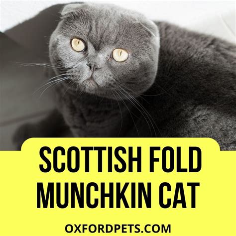 Scottish Fold Munchkin Cat Traits Personality And Lifespan Oxford Pets