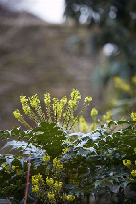 7 Fragrant Favorites Winter Flowering Scented Shrubs Gardenista