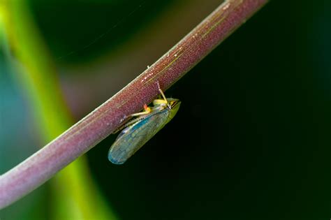 オサヨコバイ | 虫の写真と生態なら昆虫写真図鑑「ムシミル」