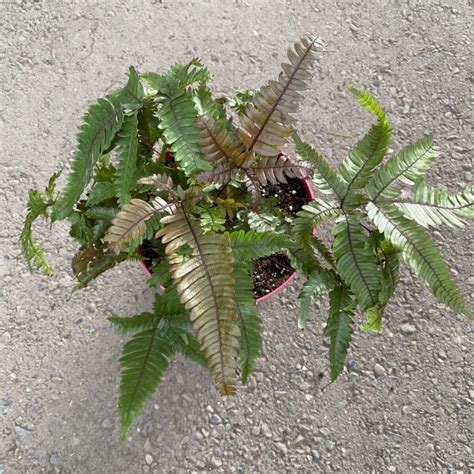Painted Brake Fern Pteris Tricolor Tropicals And Houseplants
