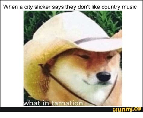 25 Best Memes About What In Tarnation Doge What In Tarnation Doge